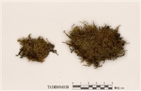 藏品(鈎枝鐮刀苔)的圖片